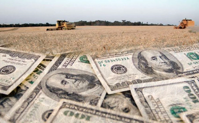 Dolar Campo: El BCRA creó un nuevo tipo de cambio para que los productores de soja vendan la cosecha