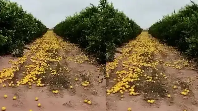 El drama de un productor obligado a tirar 280 toneladas de limones por falta de compradores