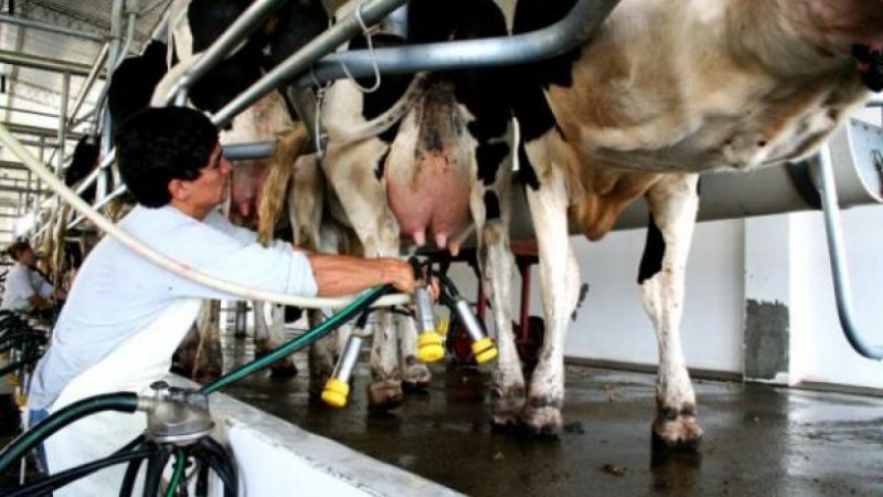 Las exportaciones de lácteos aumentaron más de un 20% y registraron el mayor ingreso de dólares desde el 2014
