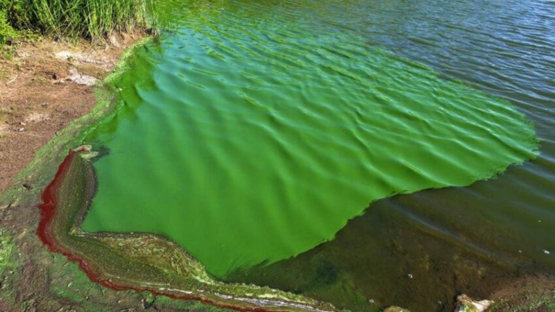 Se pide a diez localidades del Departamento Güemes que no consuman agua de red por la presencia de algas en el rio Bermejo