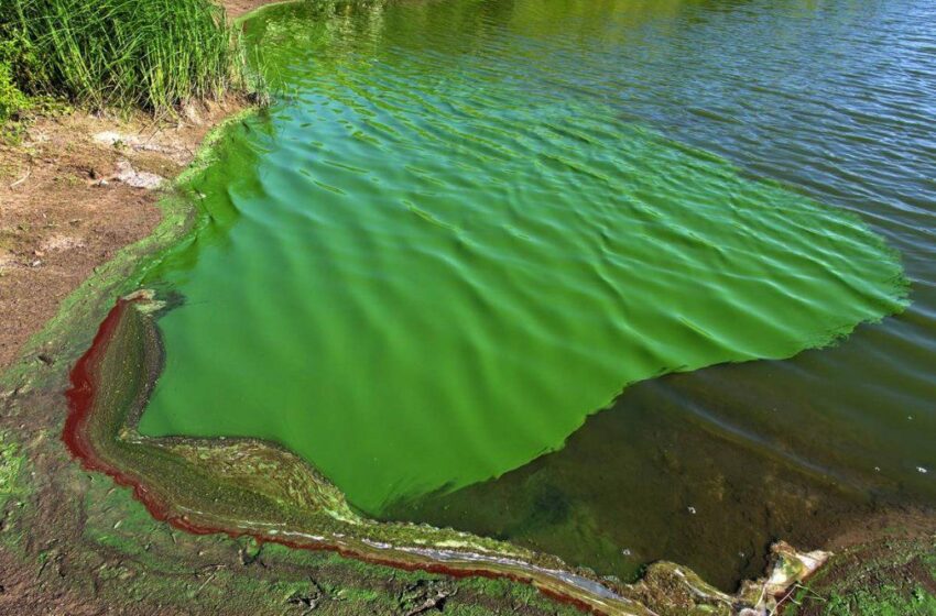 Se pide a diez localidades del Departamento Güemes que no consuman agua de red por la presencia de algas en el rio Bermejo