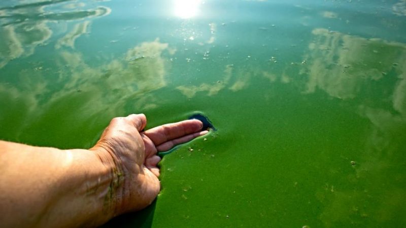Prohibido bañarse o tomar agua: El gobierno toma medidas ante la presencia de bacterias tóxicas en el rio Bermejo