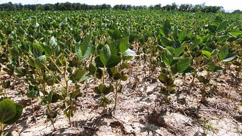 Alerta: la sequía retrasa la siembra de soja y la transforma en “la más incierta de los últimos 12 años”