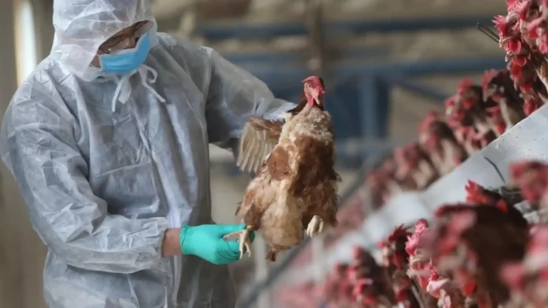 Producción Avicola: Preocupación en el campo por casos sospechosos de gripe aviar en Jujuy y Uruguay