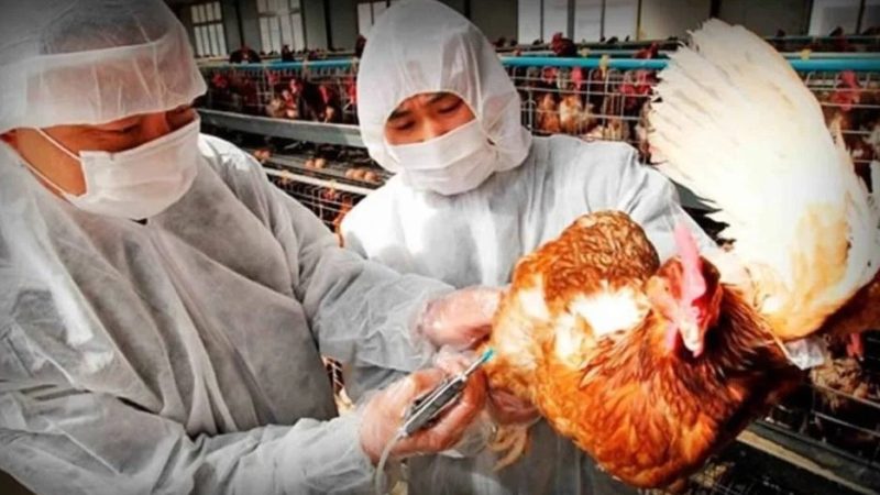 Detectan 4 casos más de gripe aviar en aves y ya son 24 en el país