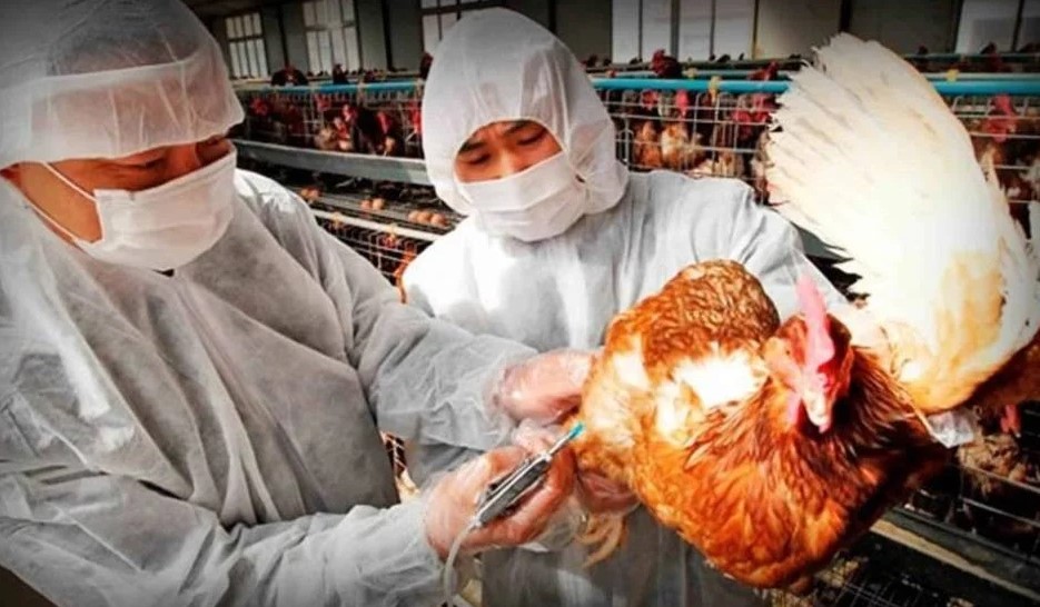 Detectan 4 casos más de gripe aviar en aves y ya son 24 en el país