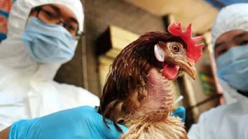 Gripe aviar: detectaron 3 casos más y el Gobierno pondrá $ 1.000 millones para reforzar controles