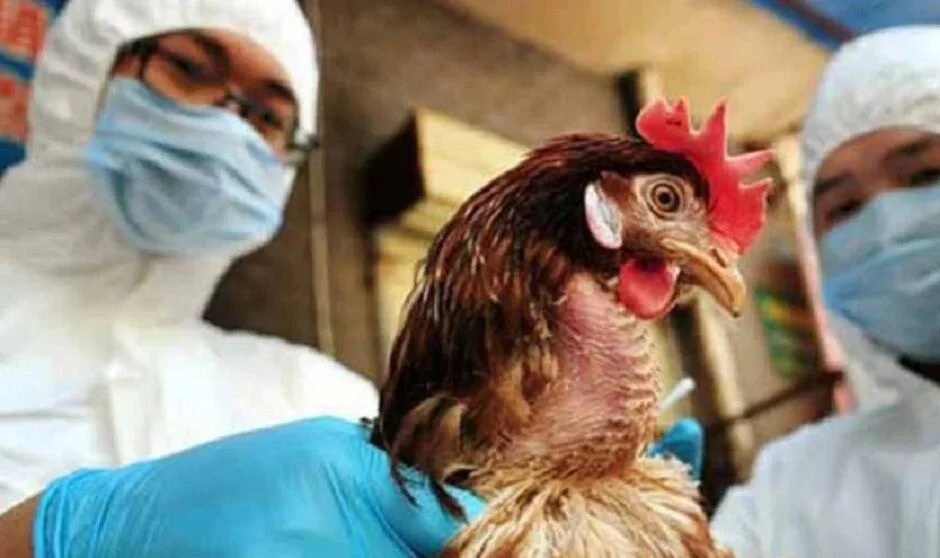 Gripe aviar: detectaron 3 casos más y el Gobierno pondrá $ 1.000 millones para reforzar controles