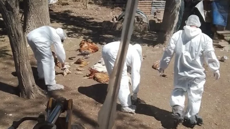 Gripe aviar en Argentina: sacrifican a 50 patos, gansos y gallinas en la provincia de Buenos Aires