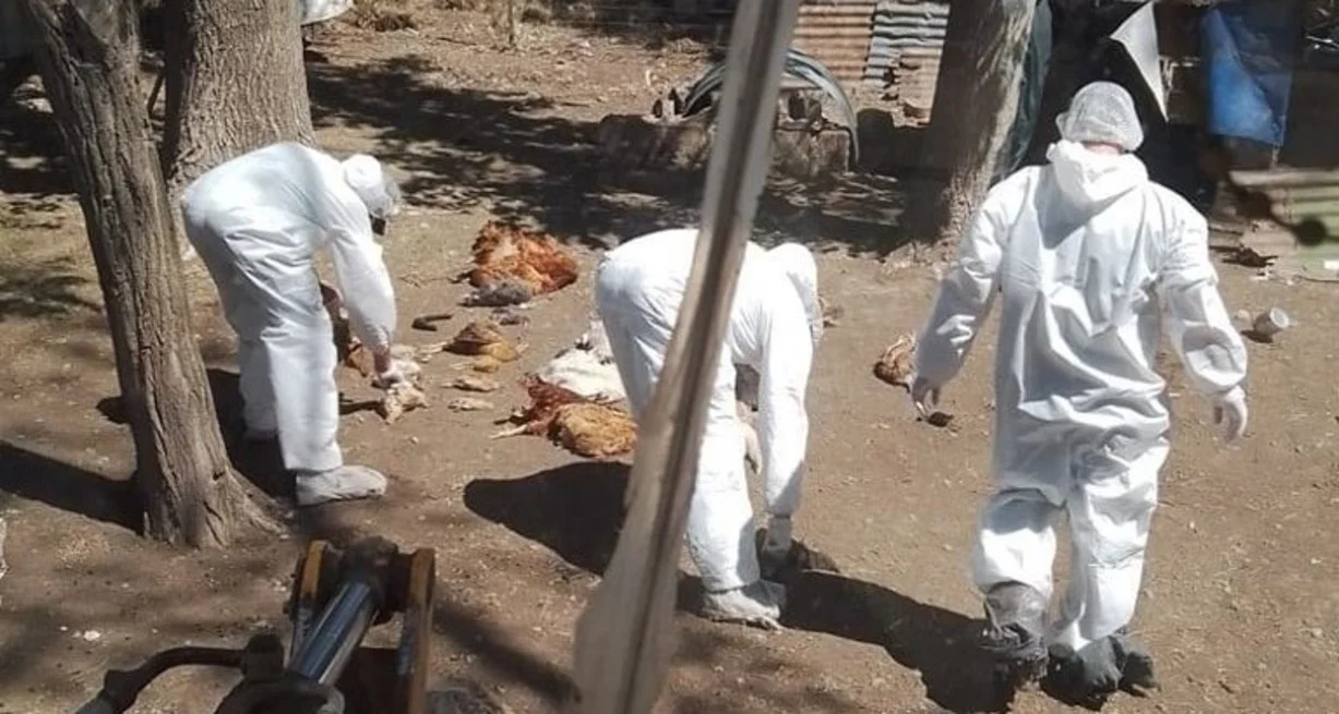 Gripe aviar en Argentina: sacrifican a 50 patos, gansos y gallinas en la provincia de Buenos Aires