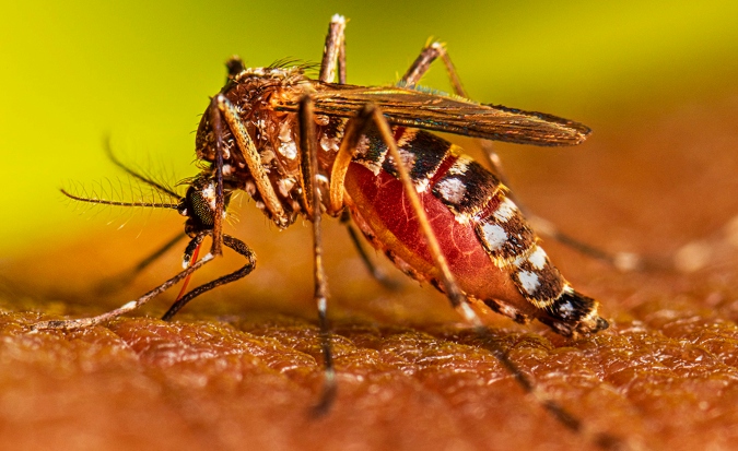 Alerta dengue: siguen en alza los casos y llaman a eliminar los criaderos del mosquito transmisor