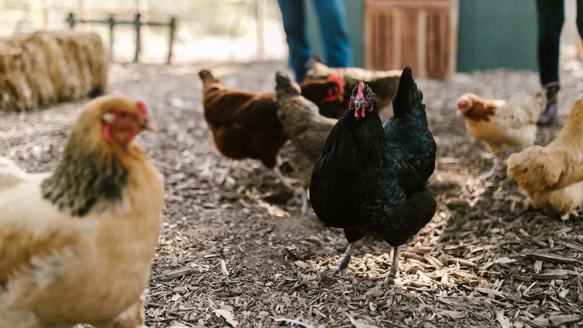 Se confirma el segundo caso de gripe aviar en el Chaco