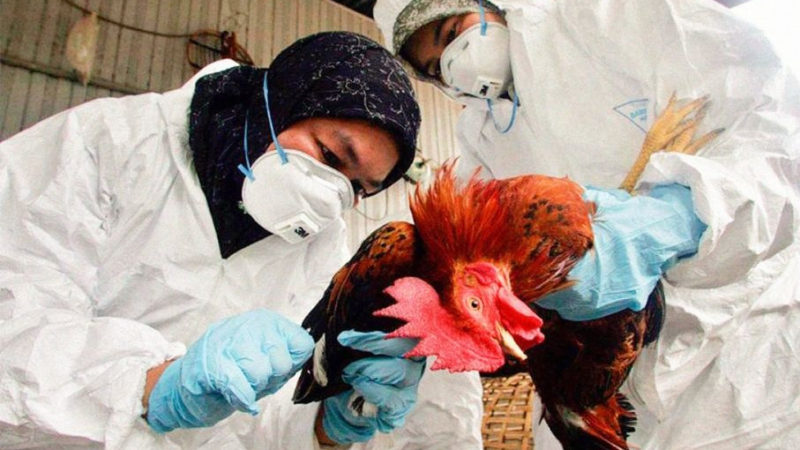 Desde la UNNE, sugieren medidas sanitarias para evitar la dispersión de la Influenza Aviar