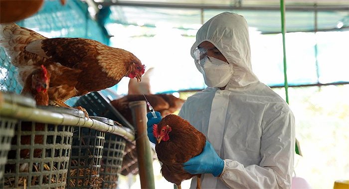 Avia Terai: Se confirma el primer caso de gripe aviar en el Chaco