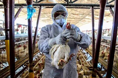 Mueren más de 240 mil gallinas en Mar del Plata y Río Negro por gripe aviar