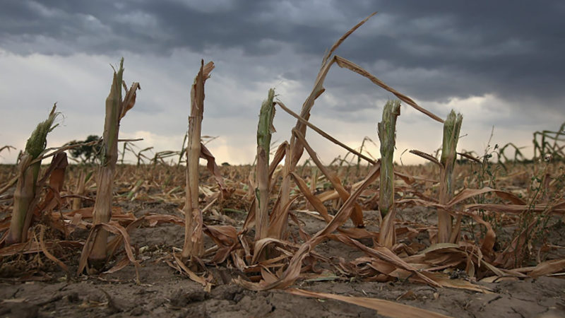 Impacto de la sequía: proyectan que se perderán exportaciones por más de U$D 20.000 millones de dolares