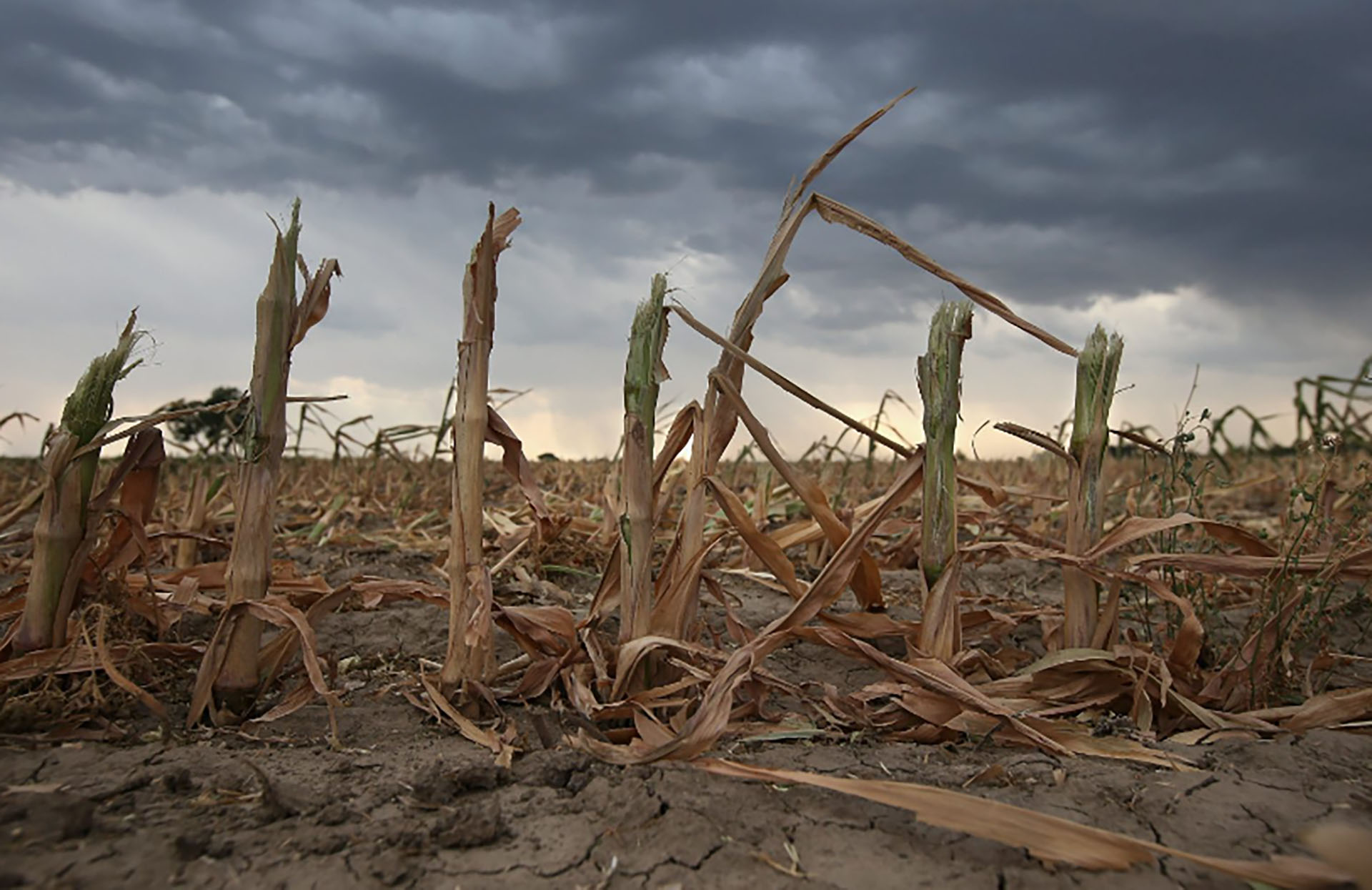 Impacto de la sequía: proyectan que se perderán exportaciones por más de U$D 20.000 millones de dolares