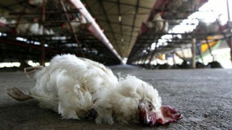 Gripe aviar: por qué las mutaciones detectadas en el paciente chileno pueden ser un signo de propagación en humanos
