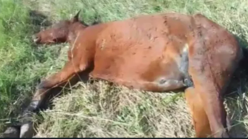 Saenz Peña: Encuentran caballos muertos a balazos dentro del predio del Zoologico