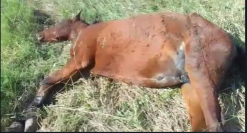 Saenz Peña: Encuentran caballos muertos a balazos dentro del predio del Zoologico