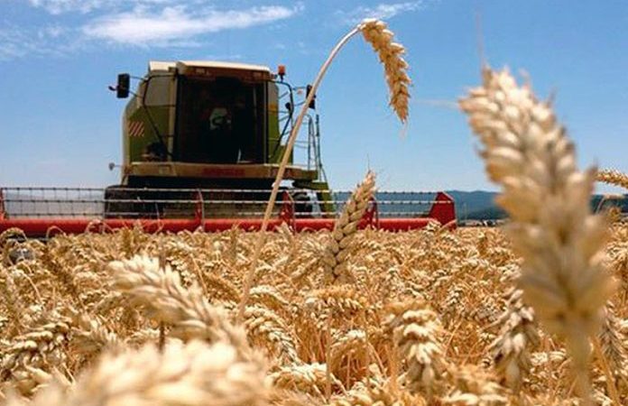 Producción informa que este sábado cierra el plazo de inscripción para el registro de intención de siembra de trigo