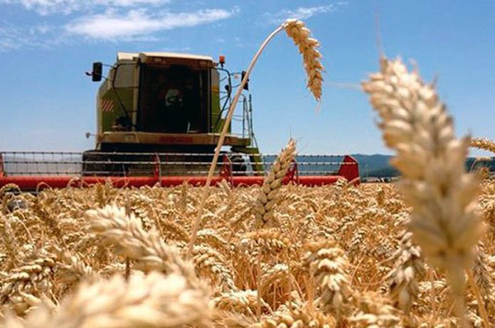 Producción informa que este sábado cierra el plazo de inscripción para el registro de intención de siembra de trigo