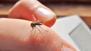 Descienden los casos de dengue en el Chaco