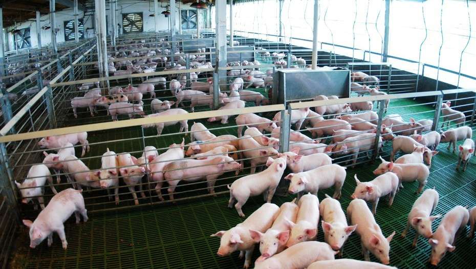 La producción de carne de cerdo marcará nuevo récord este año