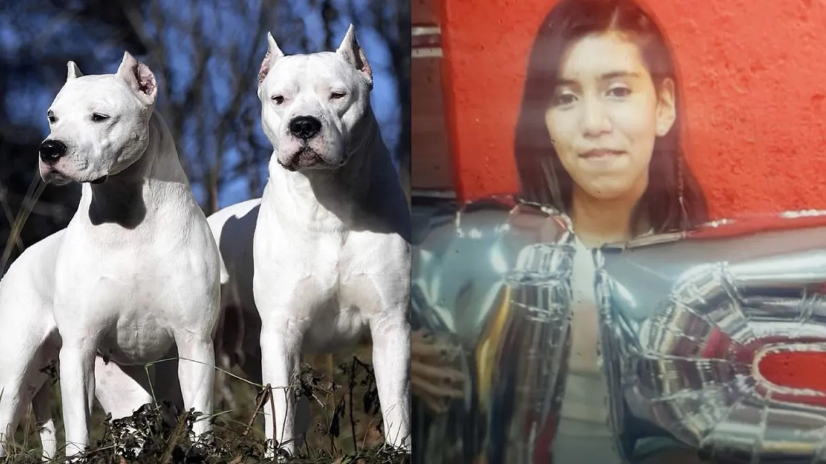 Dos dogos mataron a una chica de 15 años: imputaron al dueño de los animales por homicidio culposo