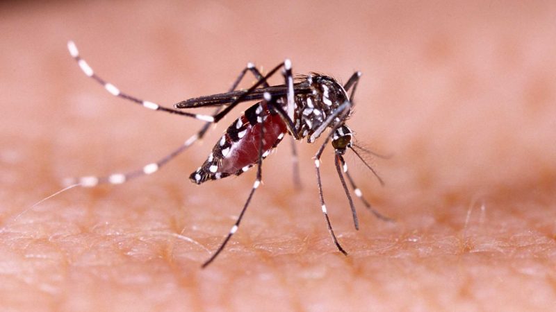 Continuan en aumento los casos de Dengue en la provincia