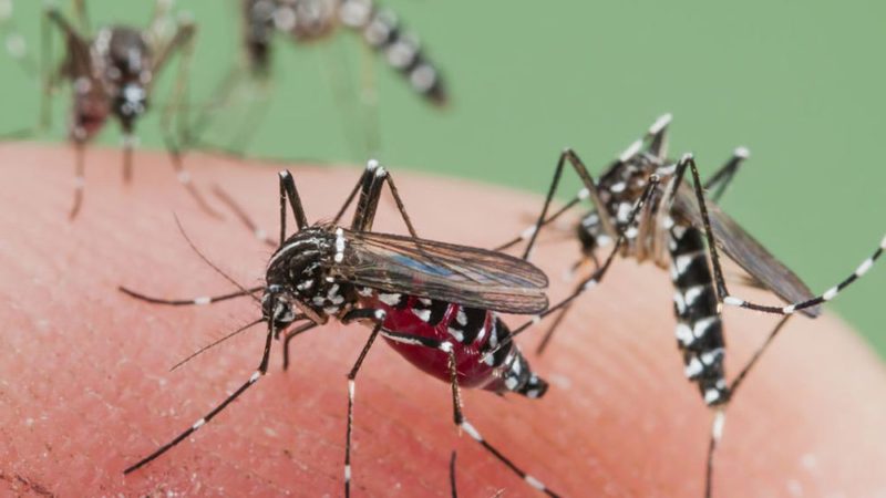 El  2023 registró récord de casos de dengue en América y especialmente en Argentina