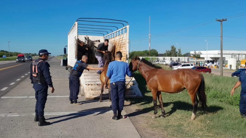 Policía caminera logró secuestrar caballos  sueltos, a la vera de la Ruta Nacional Nº11