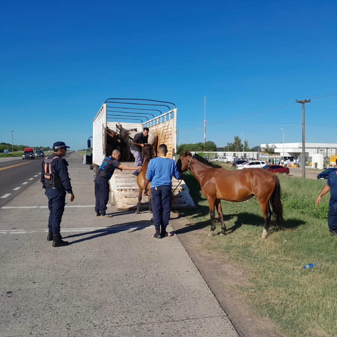 Policía caminera logró secuestrar caballos  sueltos, a la vera de la Ruta Nacional Nº11