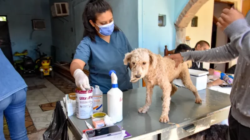 El municipio de Saenz Peña  realizó jornada de vacunación y desparasitación de mascotas