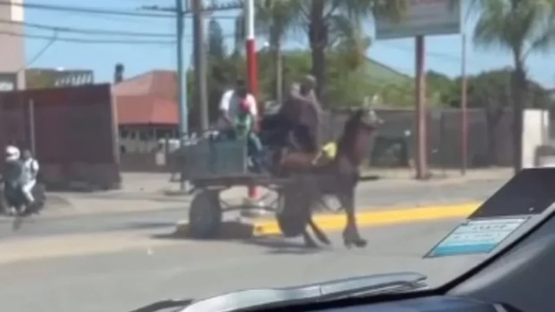 Las medidas no alcanzan: Filman a «carreros»  golpeando a un equino por la Av. 25 de mayo