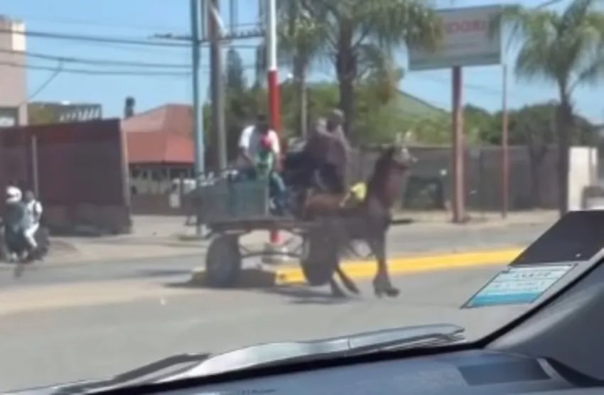 Las medidas no alcanzan: Filman a «carreros»  golpeando a un equino por la Av. 25 de mayo