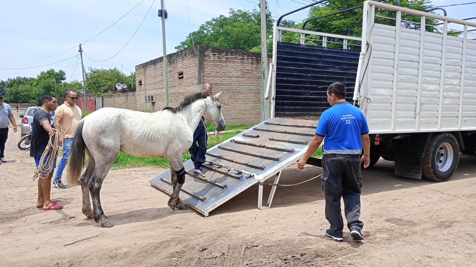 Caballo de un carrero tuvo un accidente de transito, por lo que su dueño, fue inmediatamente detenido