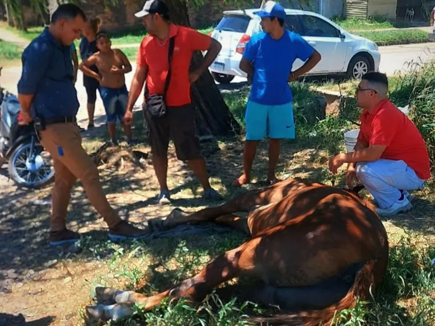 Calor extremo: Caballo fallece tras descomponerse por las altisimas temperaturas