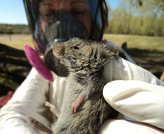 El Ministerio de Salud confirmó el primer caso de hantavirus en la provincia en la localidad de Río Muerto