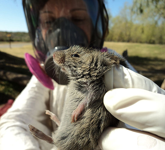 El Ministerio de Salud confirmó el primer caso de hantavirus en la provincia en la localidad de Río Muerto