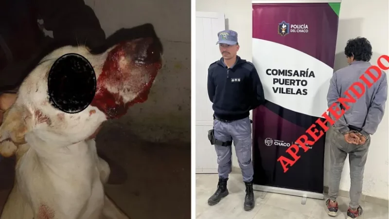 Crueldad animal: Detienen a sujeto por golpear savajemente