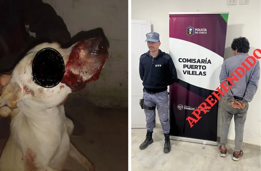 Crueldad animal: Detienen a sujeto por golpear savajemente