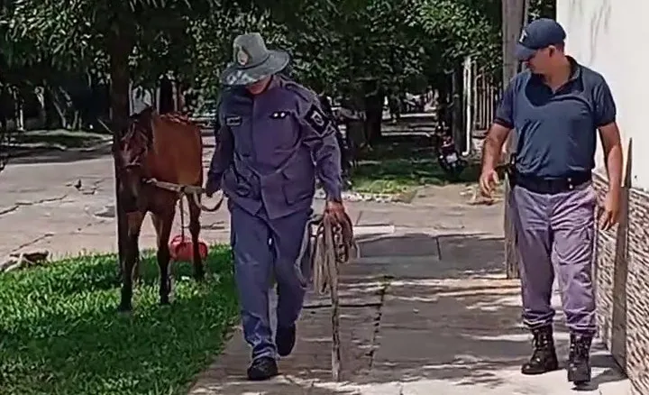 Resistencia: rescataron a “Canelo”, un caballo exhausto por tracción a sangre bajo extremo calor