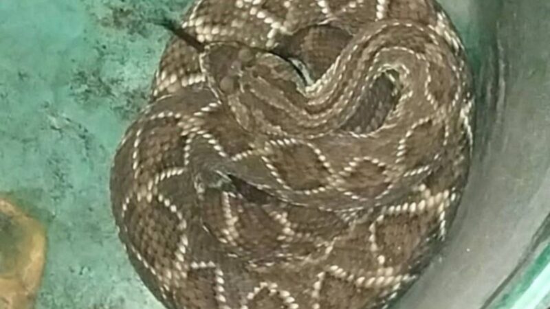 Una venenosa serpiente de cascabel atrapada en plena costanera correntina
