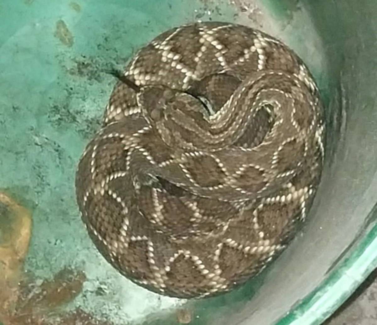 Una venenosa serpiente de cascabel atrapada en plena costanera correntina