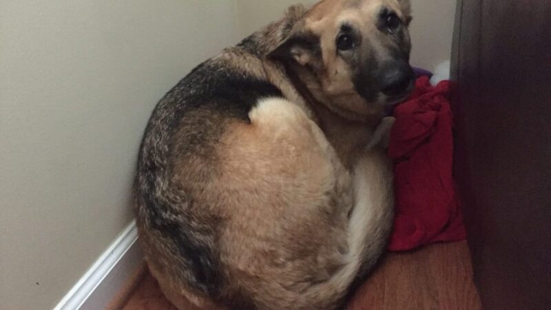 41 mascotas perdidas dejaron las explosiones con pirotecnia en la provincia