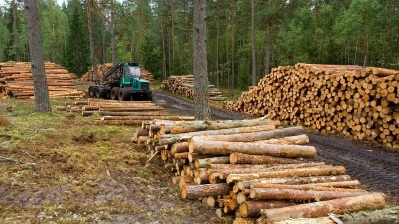 Mientras avanza el acuerdo con EE.UU., la forestoindustria del Chaco sigue paralizada