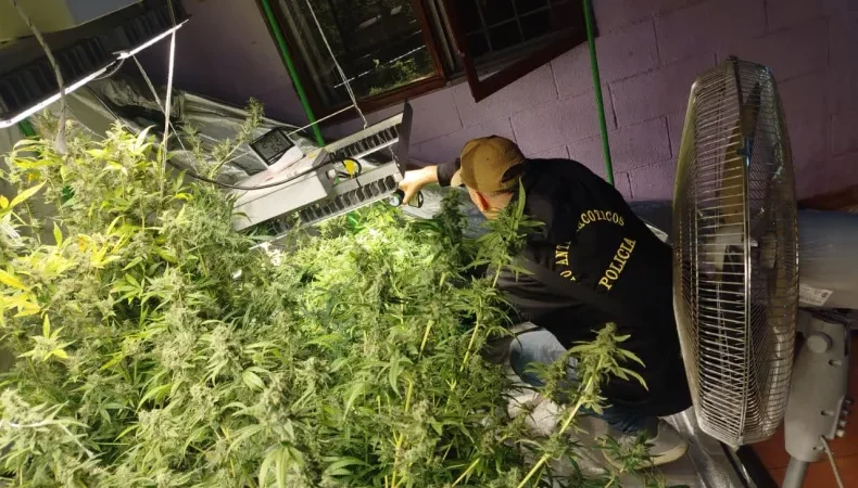 De un robo a un vivero de marihuana: descubrieron una plantación con luces especiales en el Barrio España