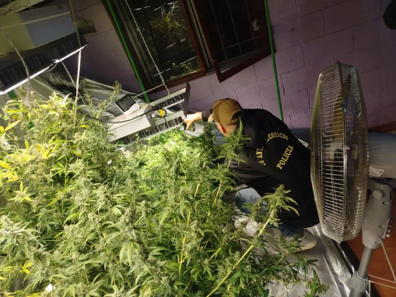 De un robo a un vivero de marihuana: descubrieron una plantación con luces especiales en el Barrio España