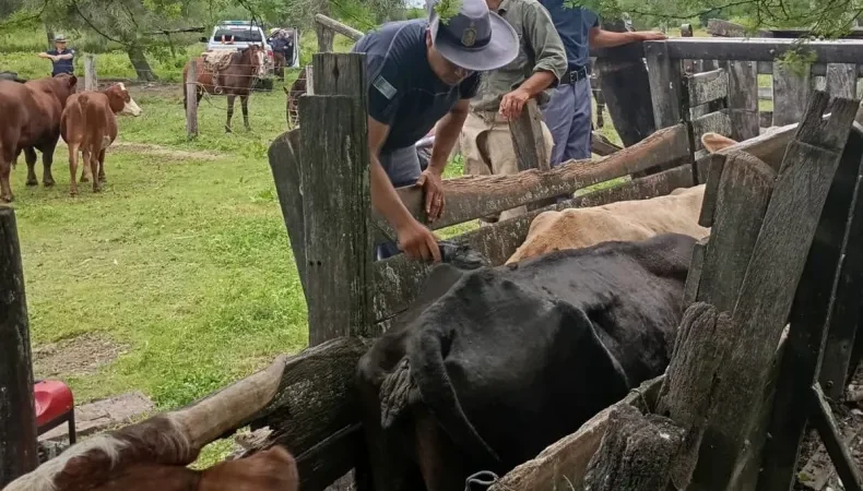 Desarticulan una peligrosa banda dedicada al cuatrerismo en el interior del Chaco: Dos detenidos